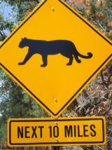 Cats Next 10 Miles