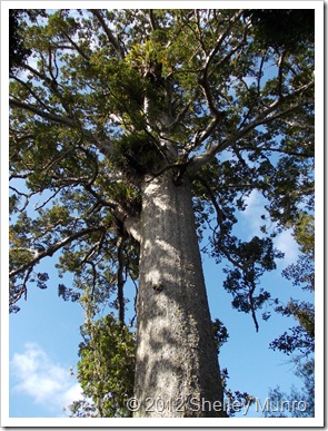 Kauri Tree, Cascade Kauri, Auckland