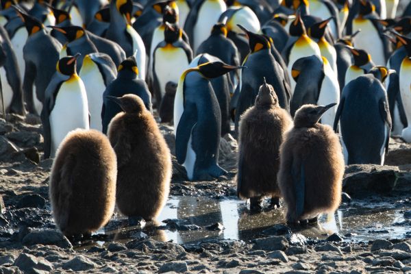 King Penguin chicks and adults in the background