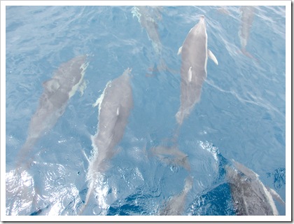 Dolphin pod, Hauraki Gulf, New Zealand