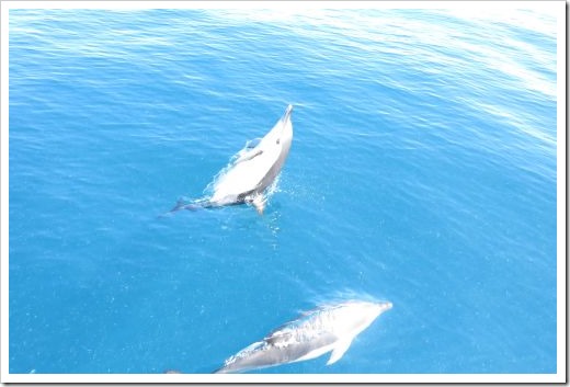 Fishing dolphins