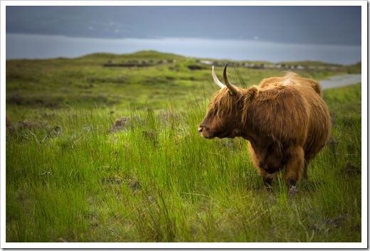 Highland cow standing in a field with a loch in background