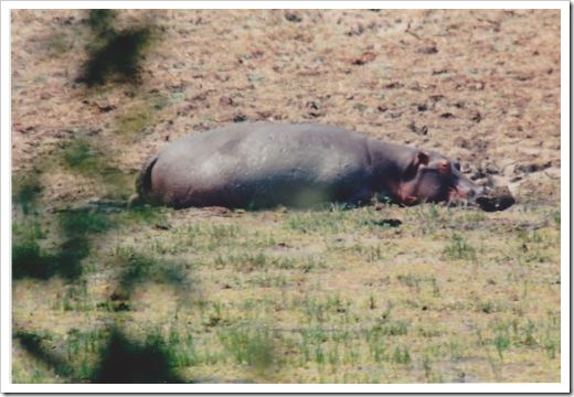 Hippo Bliss