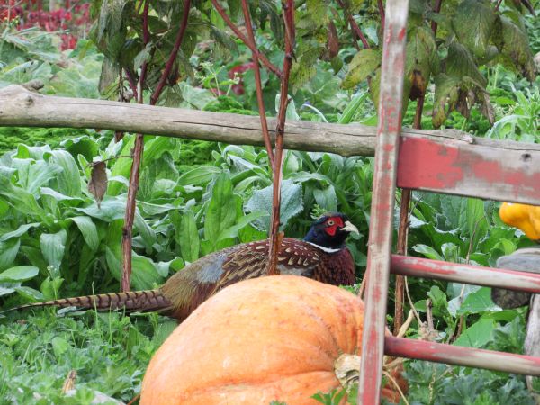 Pheasant in the Vegetable Garden
