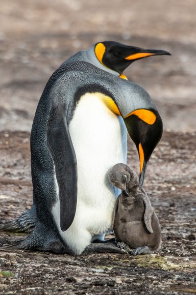 A King Penguin Chick
