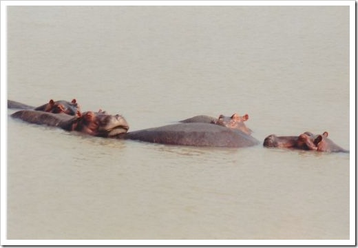 Socializing hippos