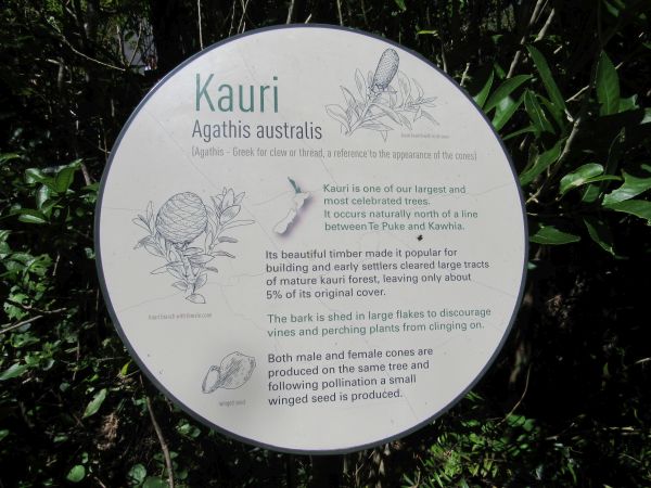 About the kauri tree