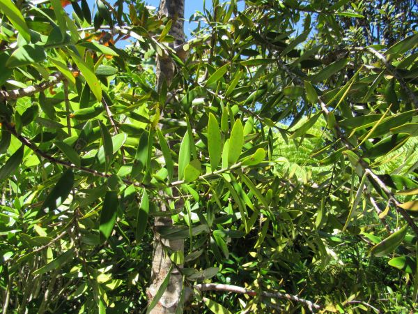 A Young Kauri Tree