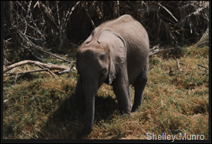 sw baby elephant, Kenya