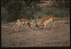 sw gazzelles, Kenya