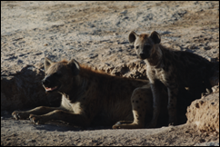 sw hyena, Kenya 1