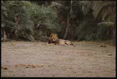 sw lion Kenya