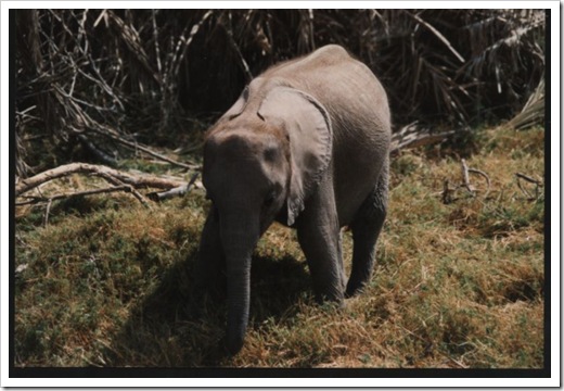 Baby elephant, kenya
