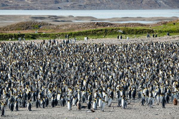 King Penguin colony