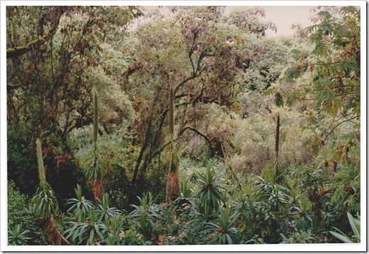 Mt Kenya vegetation