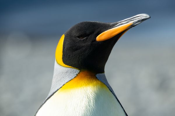 Close Up of a King Penguin