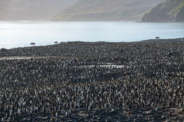 A king Penguin Colony