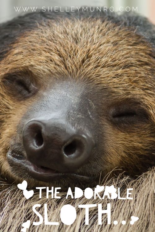 The Adorable Sloth