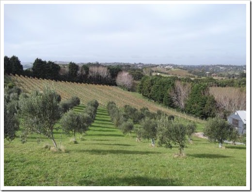 Vineyards and Olive Trees